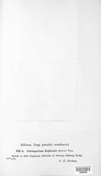 Coleosporium tussilaginis image